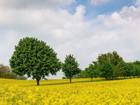 Rapsfeld bei Erkrath